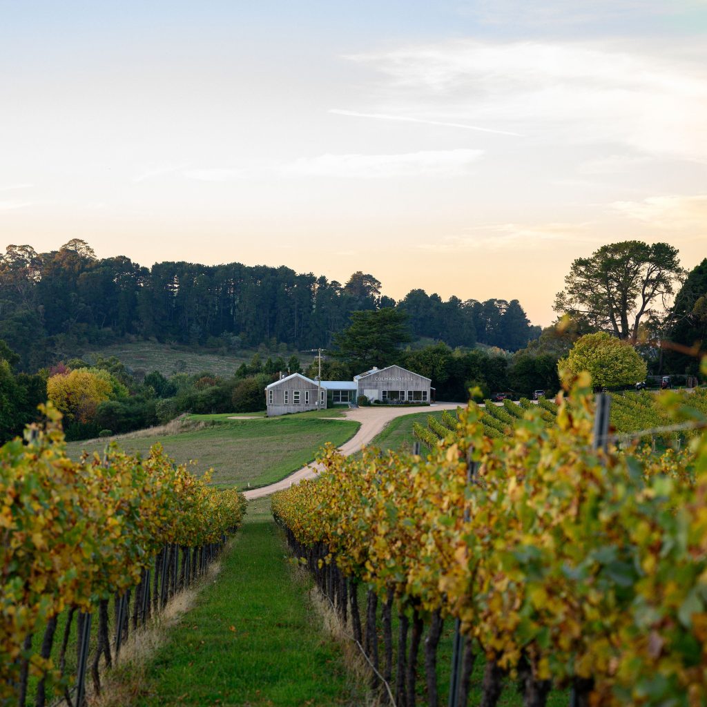 vineyard